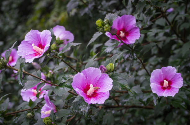 Purple hibiscus flower