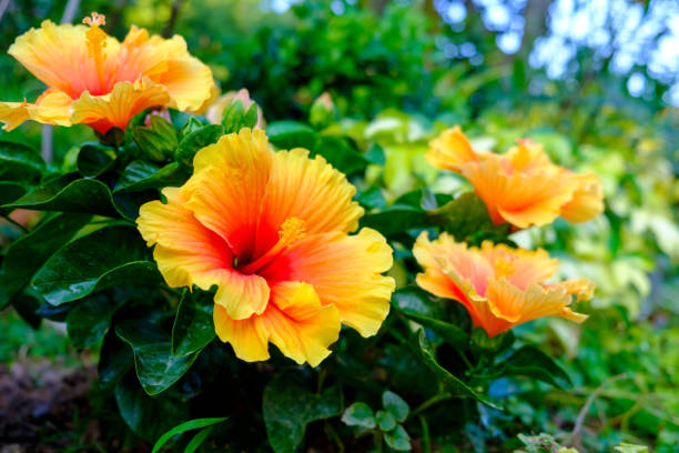 Colorful hibiscus in the garden