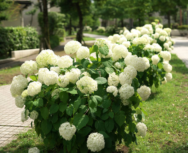 Annabelle--Hydrangea arborescens