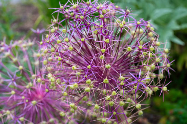 Allium Christophii Flowers