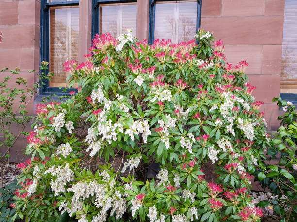 Flowering Pieris Japonica in the garden of a tenement building, Glasgow