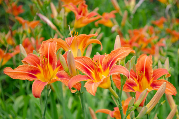 Flowers of a daylily of brown-yellow on a bed in the summer. Hemerocallis fulva