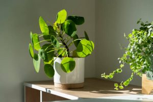 Growing money plant on a white pot