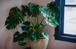 A cute bedroom of a Portland Oregon house, with large living house plant next to window. No people in bedroom.