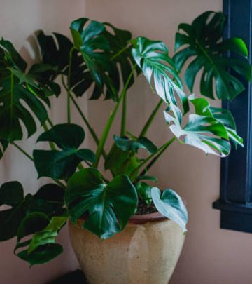 A cute bedroom of a Portland Oregon house, with large living house plant next to window. No people in bedroom.