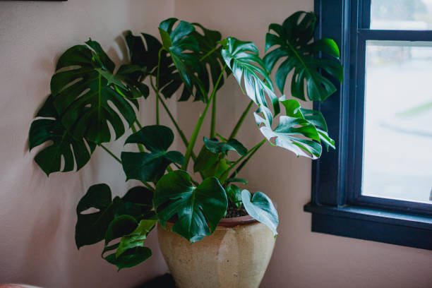 A cute bedroom of a Portland Oregon house, with large living house plant next to window. No people in bedroom.