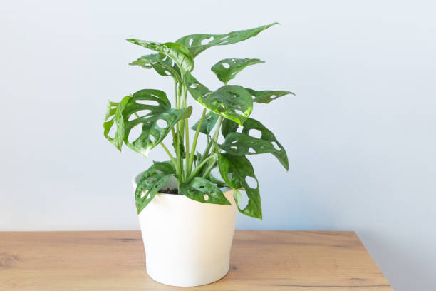 Monstera Acuminata, Monstera Adansonii, Monstera Obliqua, Monkey leafin in a white pot stands on a table, shelf on a gray background.