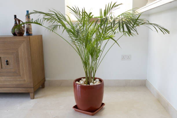 Bamboo palm Plant, Living Room, Decoration - Potted plant in the living room