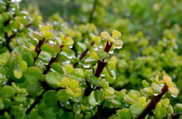 Portulacaria afra or Spekboom, Elephant Bush, Porkbush is a small-leaved succulent plant native from South Africa.Green nature background for design.Selective focus.