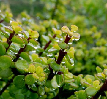 Portulacaria afra or Spekboom, Elephant Bush, Porkbush is a small-leaved succulent plant native from South Africa.Green nature background for design.Selective focus.