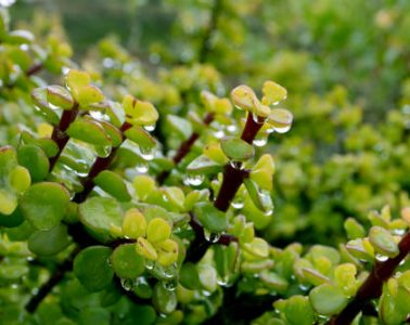 Portulacaria afra or Spekboom, Elephant Bush, Porkbush is a small-leaved succulent plant native from South Africa.Green nature background for design.Selective focus.