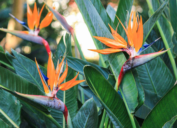 Strelitzia a.k.a. Bird of Paradise at the Stellenbosch Botanical Garden