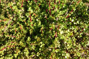 Close up of African succulent plant of Portulacaria Afra or Spekboom Elephant Bush, natural background