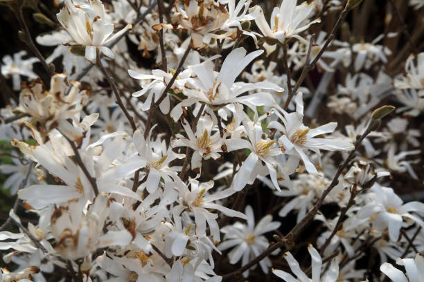 Star magnolia tree in bloom early spring.