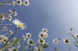 Spring meadow with happy Marguerites / Daisies into blue clear sky