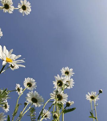 Spring meadow with happy Marguerites / Daisies into blue clear sky