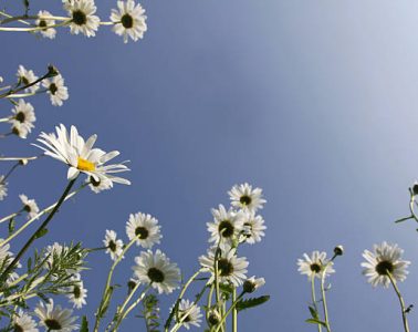 Spring meadow with happy Marguerites / Daisies into blue clear sky