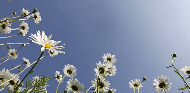 Spring meadow with happy Marguerites / Daisies into blue clear sky