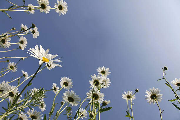 Spring meadow with happy Marguerites / Daisies into blue clear sky