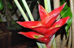 Close up of Strelitzia bird of paradise flowers, soft background