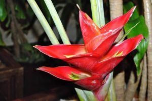 Close up of Strelitzia bird of paradise flowers, soft background