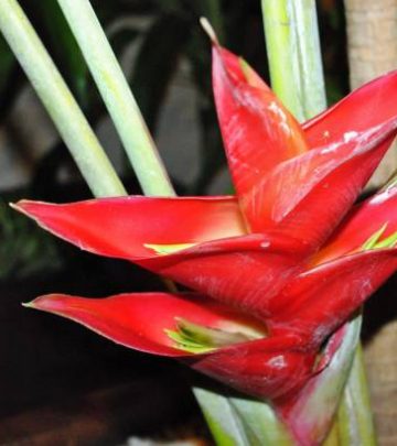 Close up of Strelitzia bird of paradise flowers, soft background