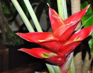 Close up of Strelitzia bird of paradise flowers, soft background