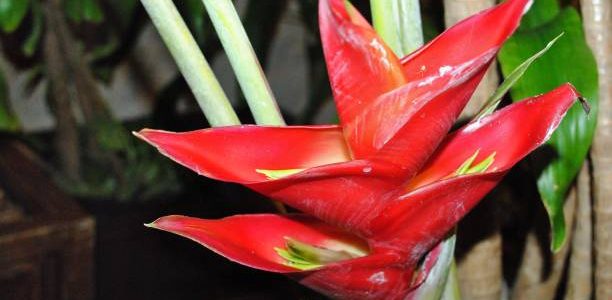 Close up of Strelitzia bird of paradise flowers, soft background