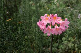 Belladonna Lilly a species of Amaryllis, Amaryllis Belladdona.