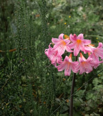 Belladonna Lilly a species of Amaryllis, Amaryllis Belladdona.