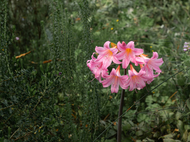 Belladonna Lilly a species of Amaryllis, Amaryllis Belladdona.