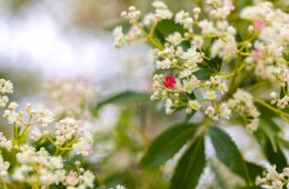 Closeup flowering beautiful NSW Christmas Bush, background with copy space, full frame horizontal composition