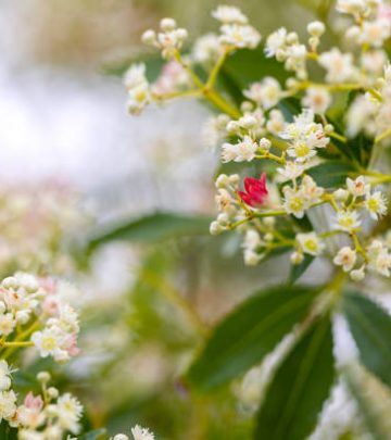 Closeup flowering beautiful NSW Christmas Bush, background with copy space, full frame horizontal composition