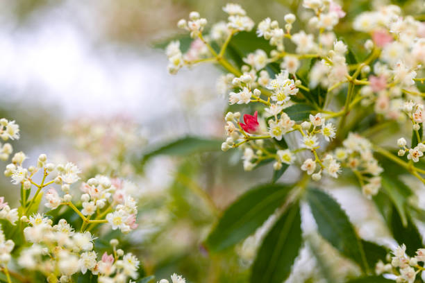 Closeup flowering beautiful NSW Christmas Bush, background with copy space, full frame horizontal composition