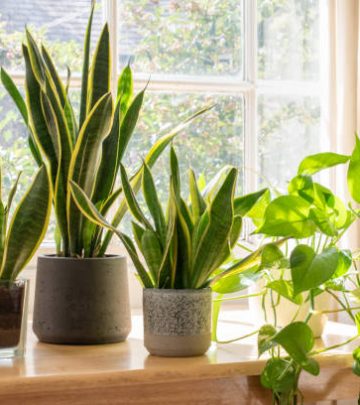 Indoor houseplants next to a window in a beautifully designed home or flat interior.