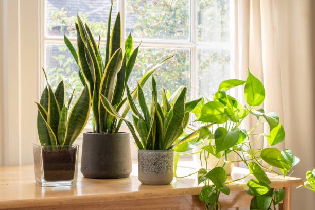 Indoor houseplants next to a window in a beautifully designed home or flat interior.