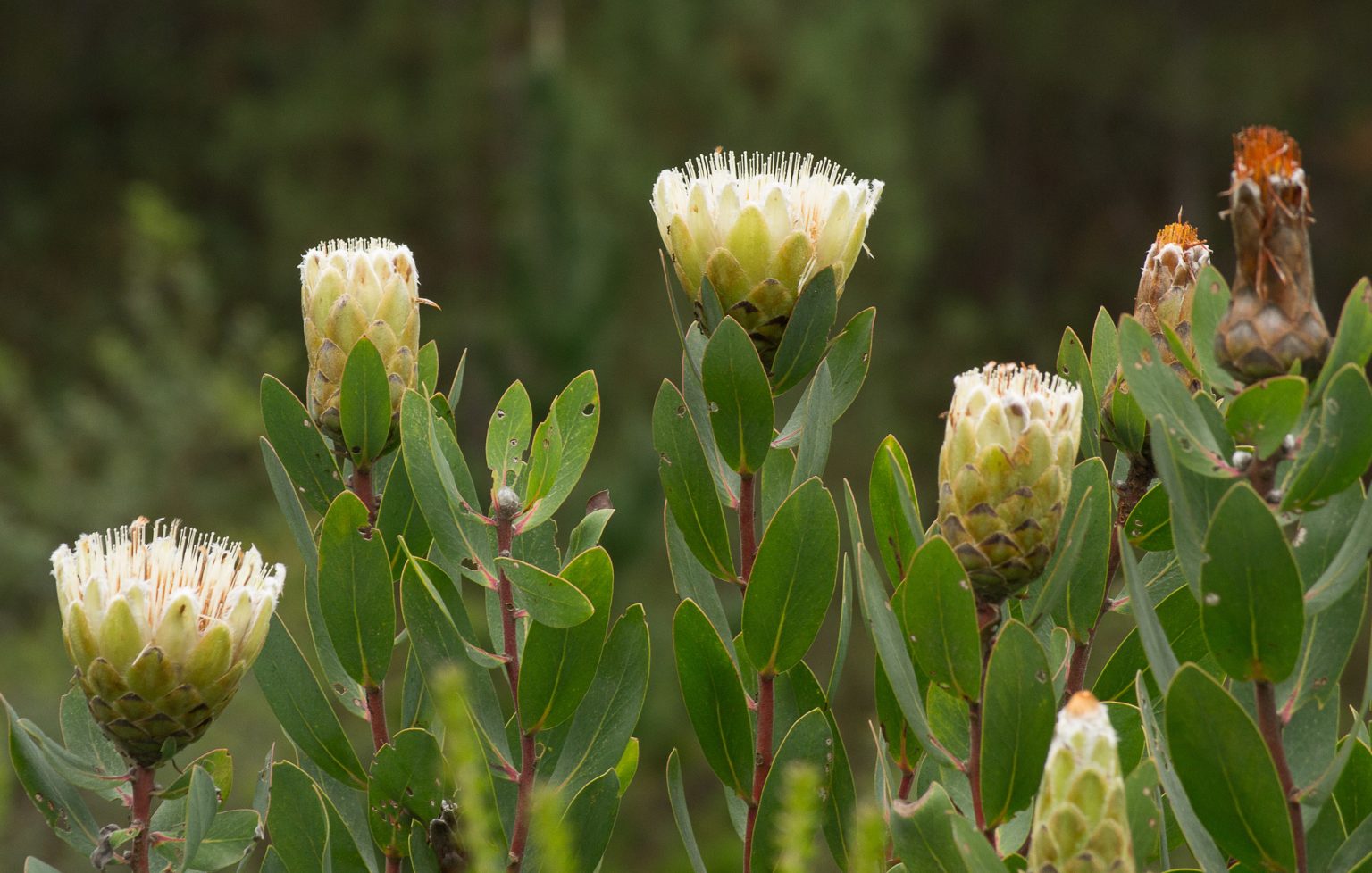 SA's national flower: top 10 protea varieties | SA Garden and Home