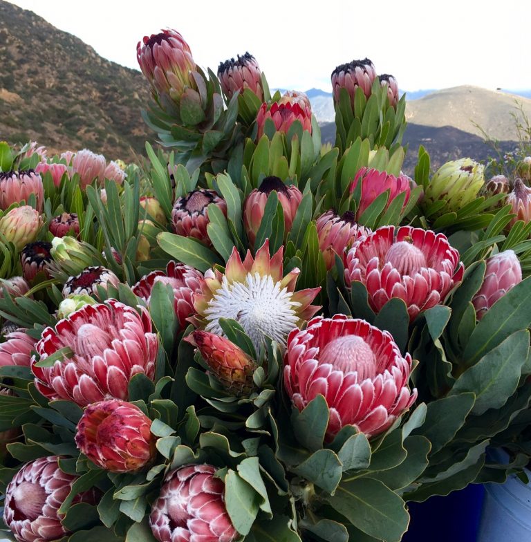 SA's national flower: top 10 protea varieties | SA Garden and Home