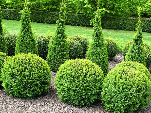 Beautiful garden with boxwood shrubs