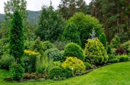 Cozy corner of summer garden in mountain where mixed different deciduous and coniferous plants with various textures and colors of foliage. Landscaping or