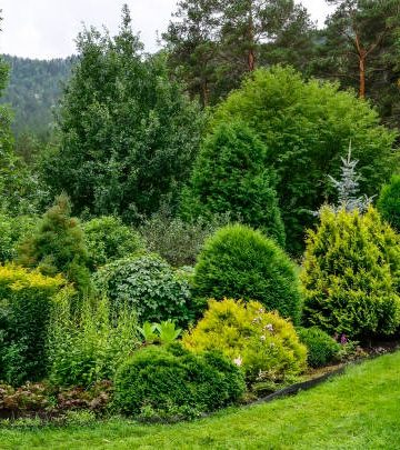 Cozy corner of summer garden in mountain where mixed different deciduous and coniferous plants with various textures and colors of foliage. Landscaping or