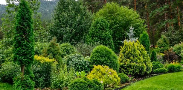 Cozy corner of summer garden in mountain where mixed different deciduous and coniferous plants with various textures and colors of foliage. Landscaping or