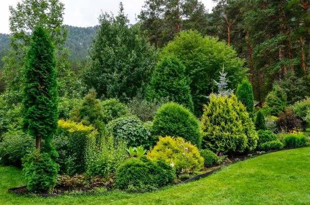 Cozy corner of summer garden in mountain where mixed different deciduous and coniferous plants with various textures and colors of foliage. Landscaping or