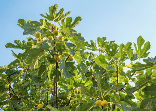 Branches of fig tree ( Ficus carica ) with green leaves and fruit against sky