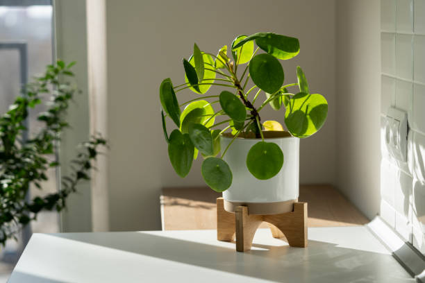 Money plant houseplant on a white pot 