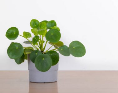 Small Pilea Peperomioides house plant in a gray pot in front of a white wall, Chinese money plant, copyspace