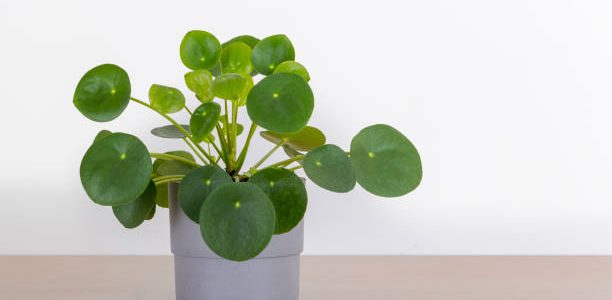 Small Pilea Peperomioides house plant in a gray pot in front of a white wall, Chinese money plant, copyspace