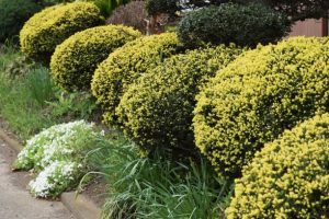 Round pruned Dwarf Japanese Yew. Taxaceae evergreen shrub.