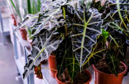 Alocasia Amazonica, southeast asian plant, Elephant's Ear, African Mask, houseplant plant in a pot close-up. Sale in the store. Selective focus.