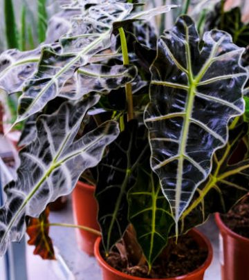 Alocasia Amazonica, southeast asian plant, Elephant's Ear, African Mask, houseplant plant in a pot close-up. Sale in the store. Selective focus.